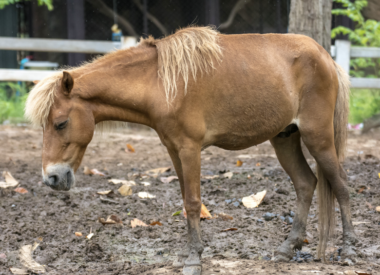 cause probleme neuro musculaires cheval